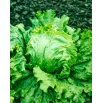 Sałata Glassica F1 - krucha, lodowa, gruntowa - nasiona profesjonalne dla każdego