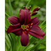 Liliowiec Black Emanuelle