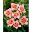 Liliowiec Longfields Glory