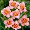 Liliowiec Longfields Glory