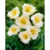 Liliowiec Longfields Pearl