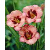 Liliowiec Orchid Candy