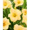 Liliowiec Serena Sunburst