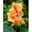 Kanna - Apricot Dream - duża paczka! - 10 szt.