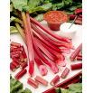 Rabarbar Raspberry Red - malinowy - sadzonka - 1 szt.