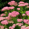 Rozchodnik okazały - Sedum Spectabile - sadzonka