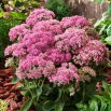 Rozchodnik Carl - Sedum - sadzonka - duża paczka! - 10 szt.