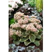 Rozchodnik Diamond Edge - Sedum - sadzonka - duża paczka! - 10 szt.