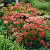 Rozchodnik Herbstfreude - Sedum - sadzonka - duża paczka! - 10 szt.
