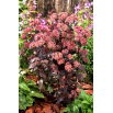 Rozchodnik José Aubergine - Sedum - sadzonka - duża paczka! - 10 szt.