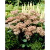 Rozchodnik Matrona - Sedum - sadzonka