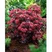 Rozchodnik Purple Emperor - Sedum - sadzonka - duża paczka! - 10 szt.