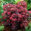 Rozchodnik Purple Emperor - Sedum - sadzonka - duża paczka! - 10 szt.