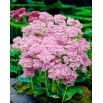 Rozchodnik Brillant - Sedum - sadzonka - duża paczka! - 10 szt.