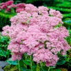 Rozchodnik Brillant - Sedum - sadzonka
