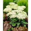 Rozchodnik Stardust - Sedum - sadzonka - duża paczka! - 10 szt.