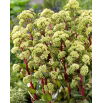 Rozchodnik Summer Surprise - Sedum - sadzonka