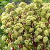 Rozchodnik Summer Surprise - Sedum - sadzonka