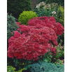 Rozchodnik Munstead Dark Red - Sedum - sadzonka