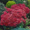 Rozchodnik Munstead Dark Red - Sedum - sadzonka