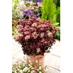 Rozchodnik Rainbow Xenox - Sedum - sadzonka