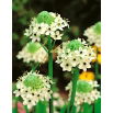 Śniedek Saundersa - Ornithogalum saundersiae - duża paczka! - 10 szt.