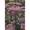 Rozchodnik Vera Jameson - Sedum - sadzonka