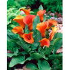 Calla pomarańczowa - Orange - GIGA paczka! - 50 szt.