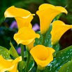 Calla żółta - Yellow - GIGA paczka! - 50 szt.