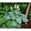 Funkia - Hosta Big Daddy - duża paczka! - 10 szt.