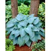 Funkia - Hosta Canadian Blue - duża paczka! - 10 szt.