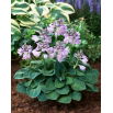 Funkia - Hosta Blue Mouse Ears - duża paczka! - 10 szt.