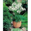 Agapant biały - Agapanthus White - duża paczka! - 10 szt.