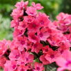 Floks (Phlox) - Płomyk wiechowaty - Windsor - duża paczka! - 10 szt.