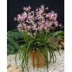 Nerine Undulata - duża paczka! - 10 szt.