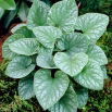Brunera Silver Wings - Brunnera Macrophylla Silver Wings - duża paczka! - 10 szt.