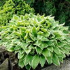 Funkia - Hosta Albomarginata