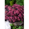 Rozchodnik Xenox - Sedum - sadzonka