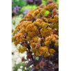 Rozchodnik Yellow Xenox - Sedum - sadzonka - duża paczka! - 10 szt.