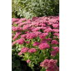 Rozchodnik Mini Joy - Sedum - sadzonka - duża paczka! - 10 szt.