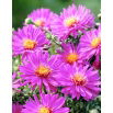 Aster krzaczasty - Anneke
