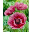 Mak wschodni - Patty's Plum - 1 szt.