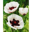 Mak wschodni - Perry's White - 1 szt.