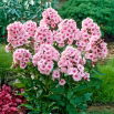 Floks (Phlox) - Płomyk wiechowaty - Bright Eyes - duża paczka! - 10 szt.