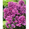 Floks (Phlox) - Płomyk wiechowaty - Classic Cassis - duża paczka! - 10 szt.