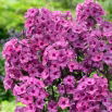 Floks (Phlox) - Płomyk wiechowaty - Classic Cassis - duża paczka! - 10 szt.