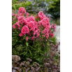 Floks (Phlox) - Płomyk wiechowaty - Cleopatra - duża paczka! - 10 szt.