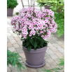 Floks (Phlox) - Płomyk wiechowaty - Swizzle - 1 szt.