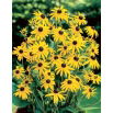 Rudbekia - Goldsturm - 1 szt.