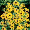 Rudbekia - Goldsturm - duża paczka! - 10 szt.